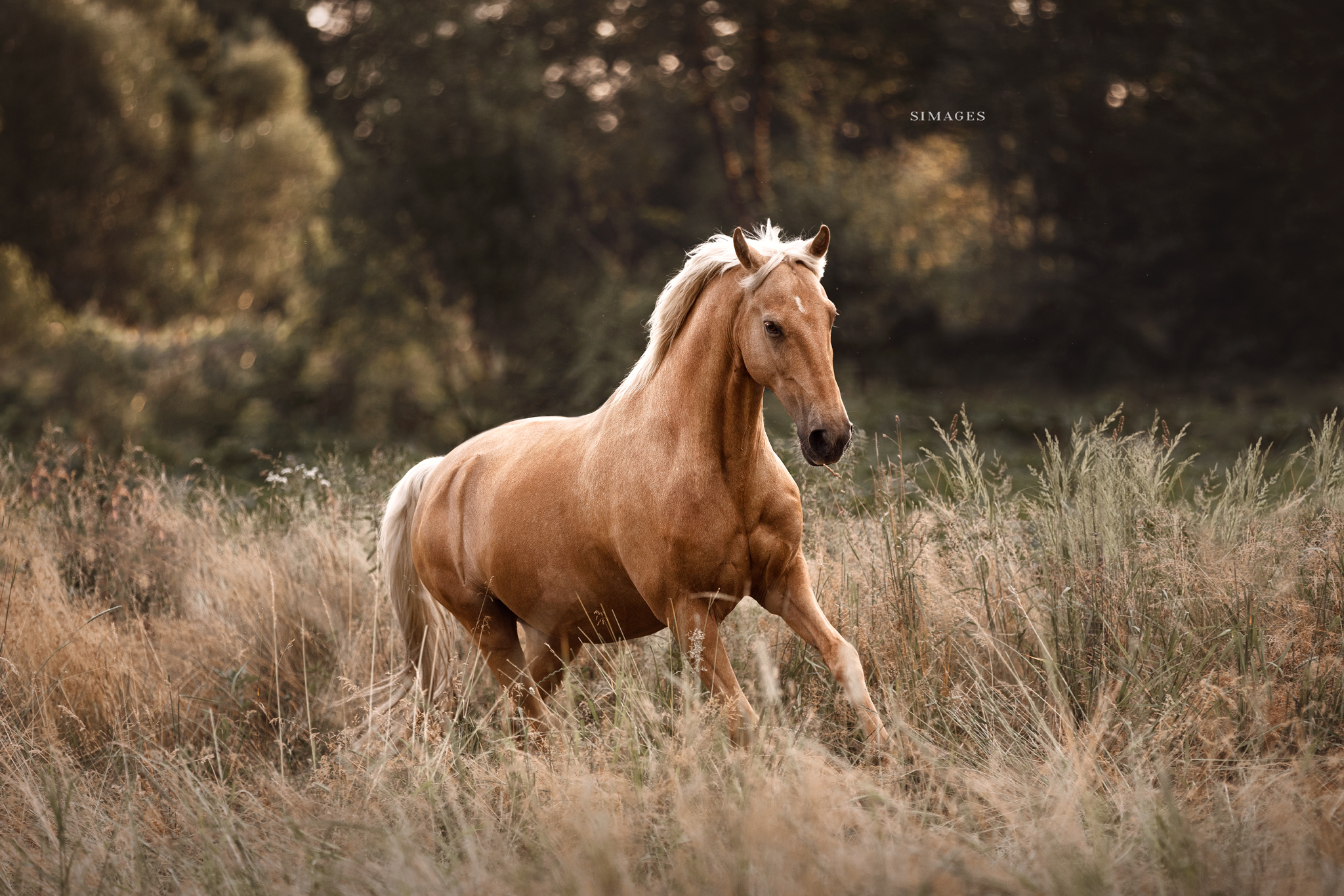 Pferdefotografin_Steiermark_Österreich_Pferdefotos