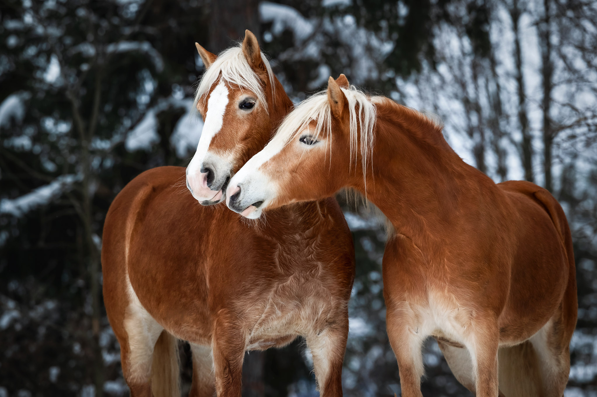 Pferdefoto im Schnee