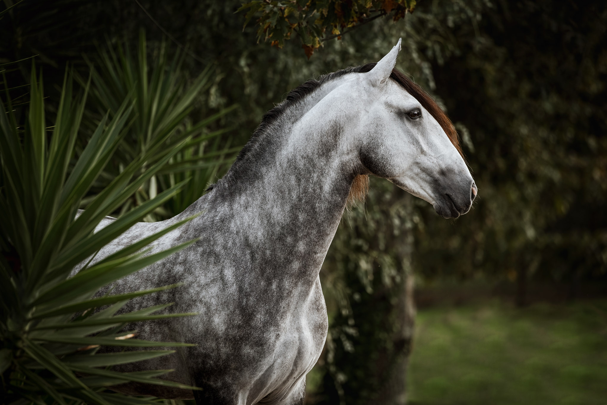 Fotoreise Portugal Lusitano