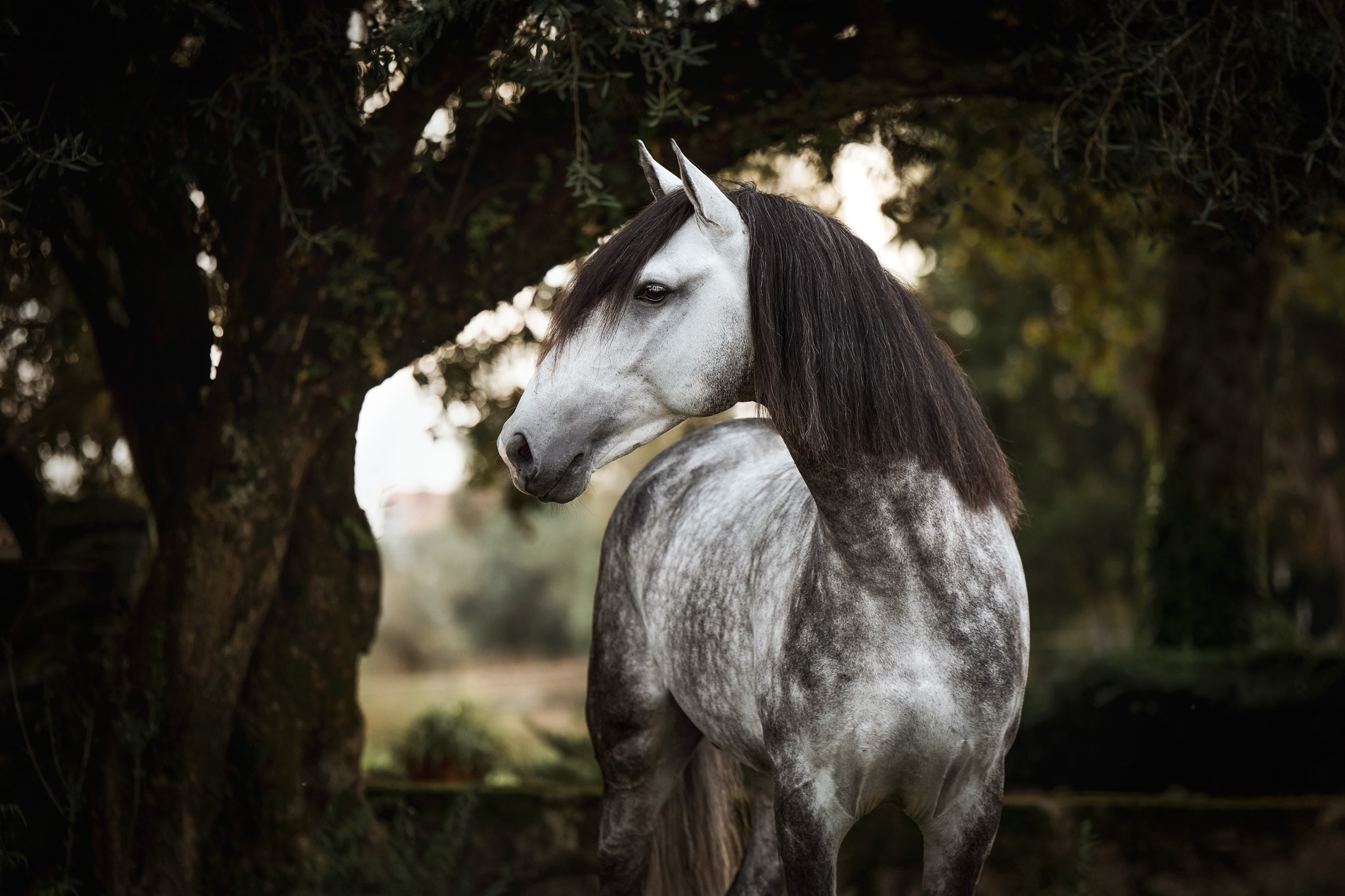 Fotoreise Portugal Lusitano