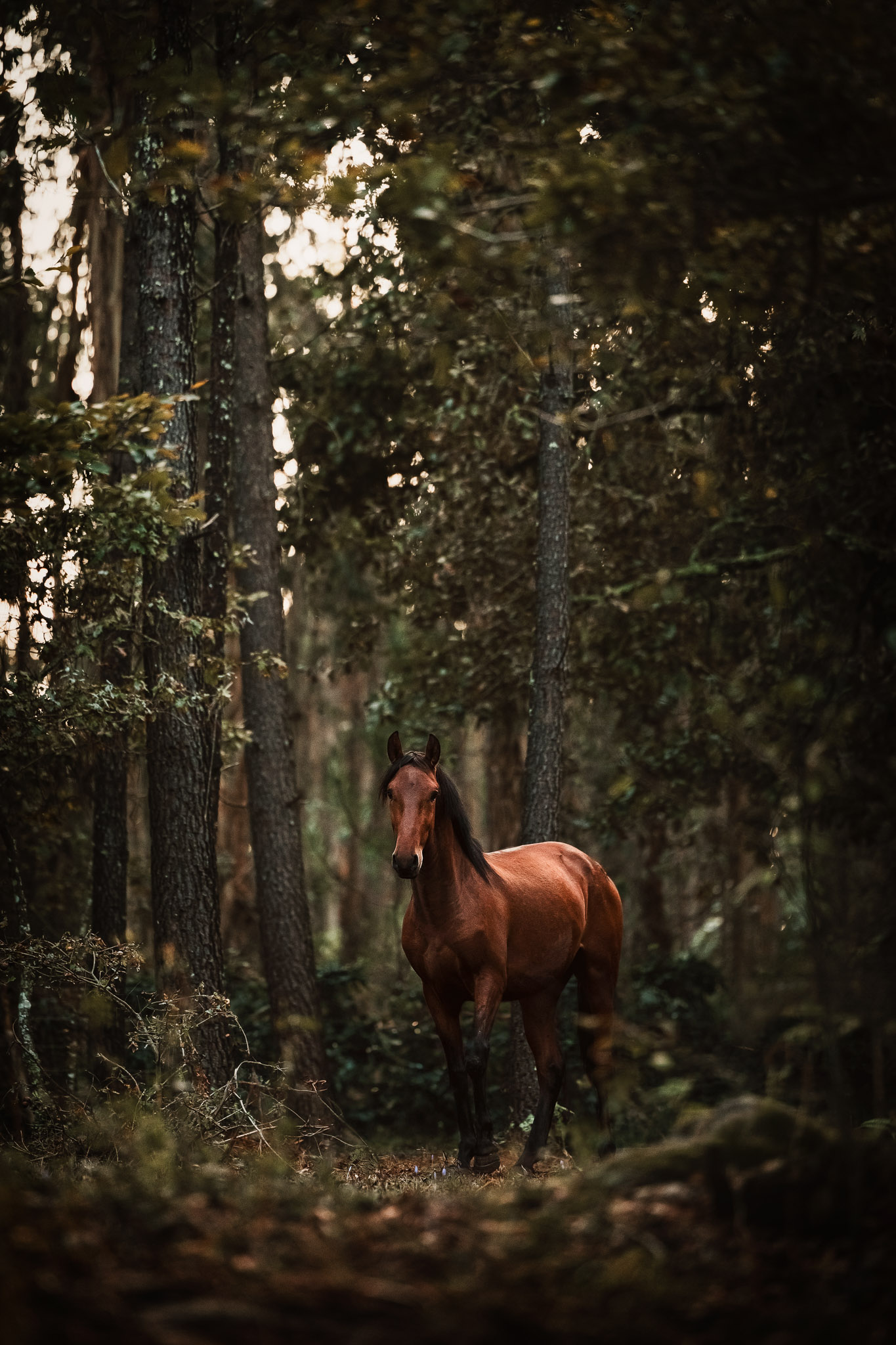 Fotoreise Portugal Lusitano