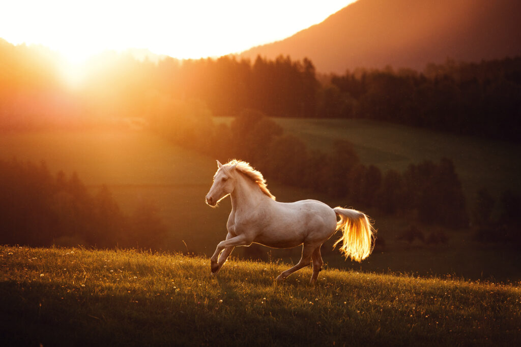 Pferd im Sonnenuntergang – festgehalten von Tierfotografin in der Steiermark
