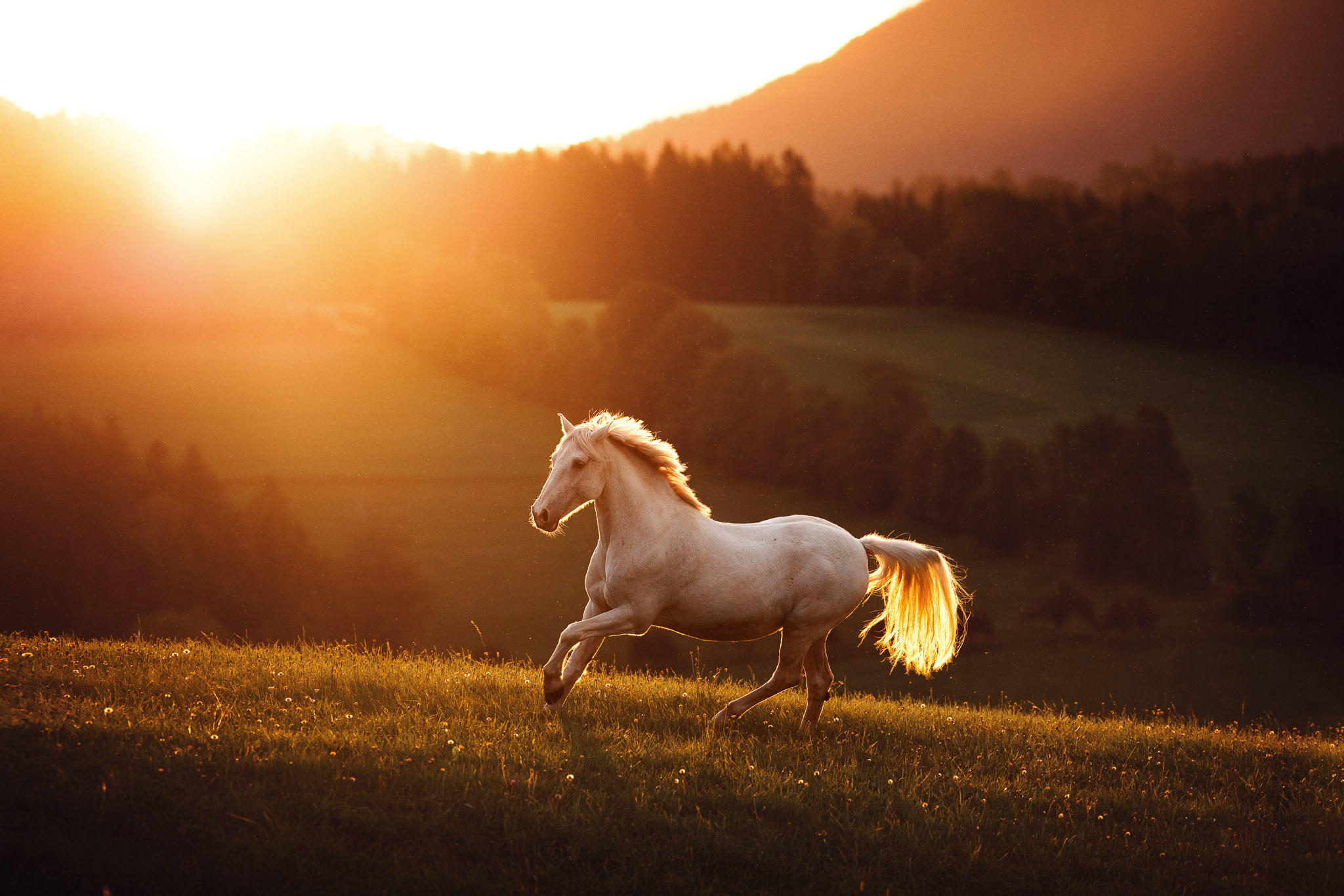 Pferd im Sonnenuntergang – festgehalten von Tierfotografin in der Steiermark