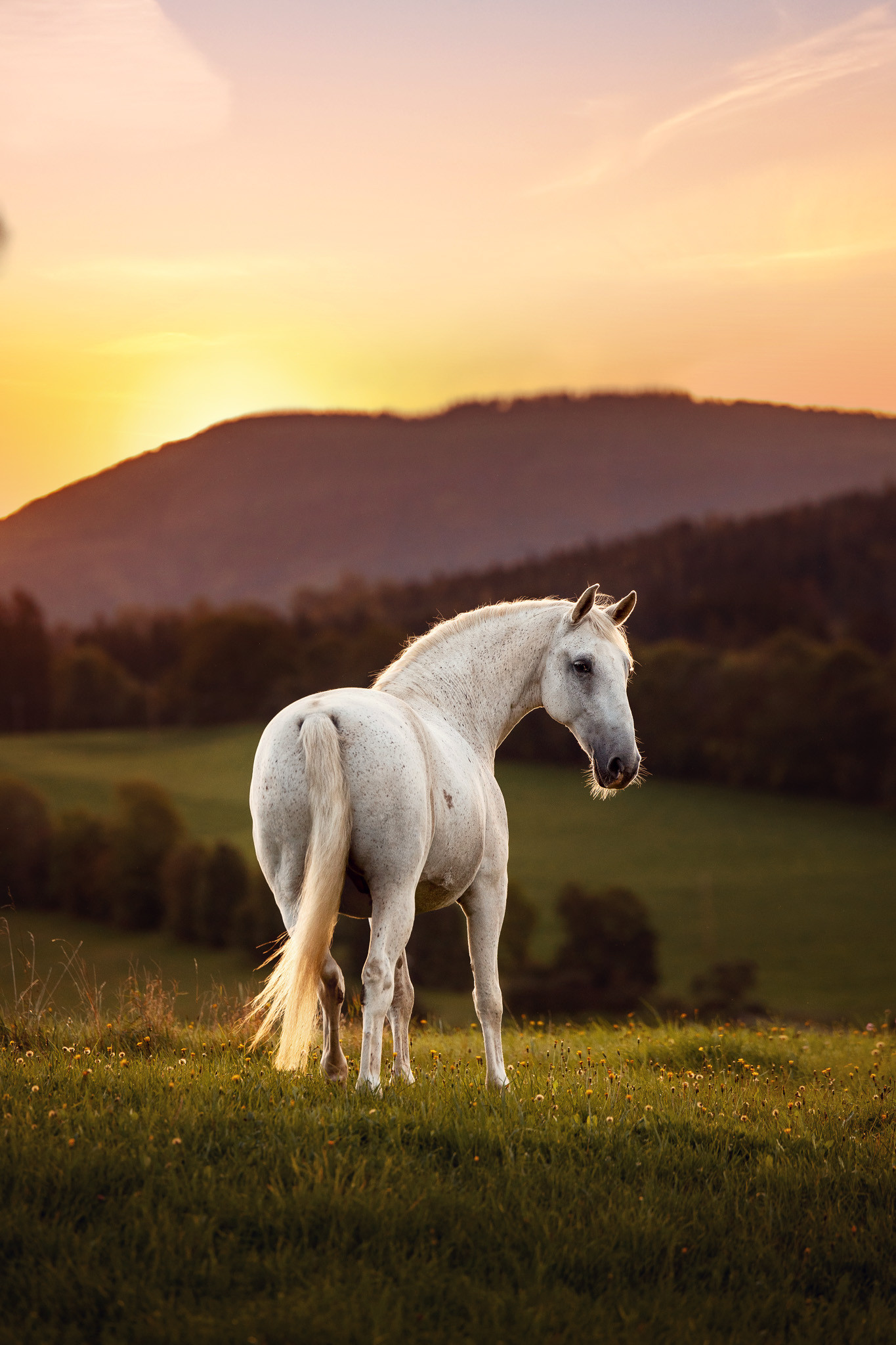 Pferdefoto Lipizzaner 