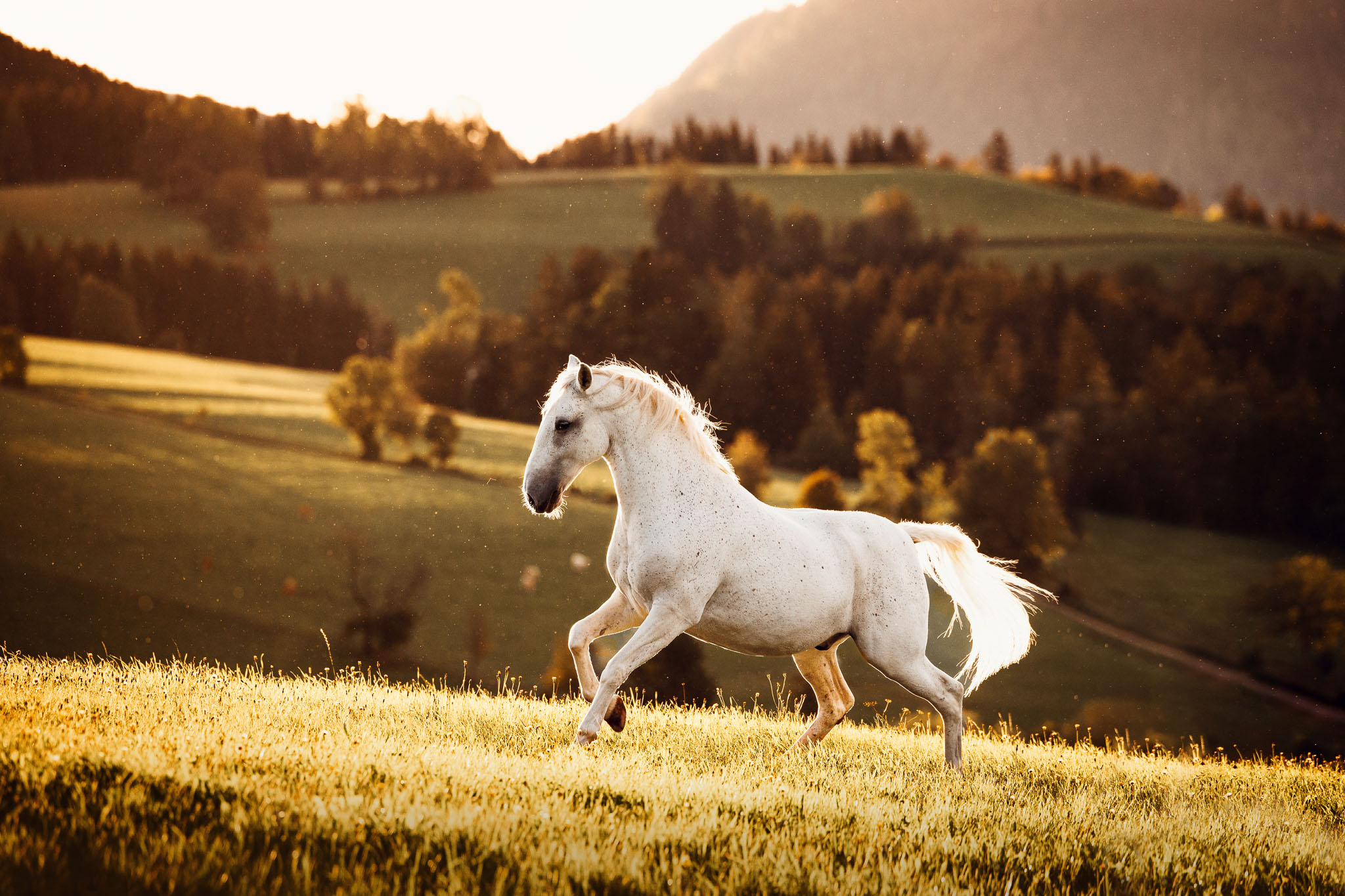 Pferdefoto Lipizzaner