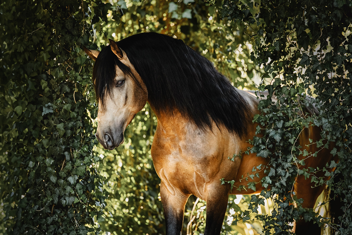 Professionelle Pferdefotografin