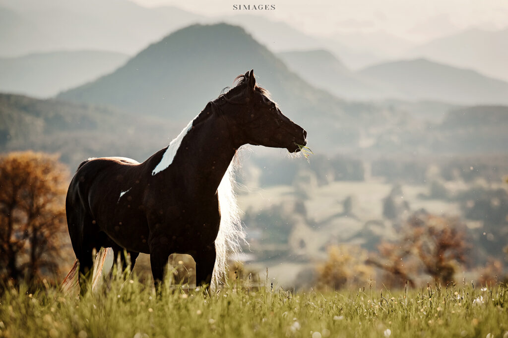 Stimmungsvolles Tierfoto