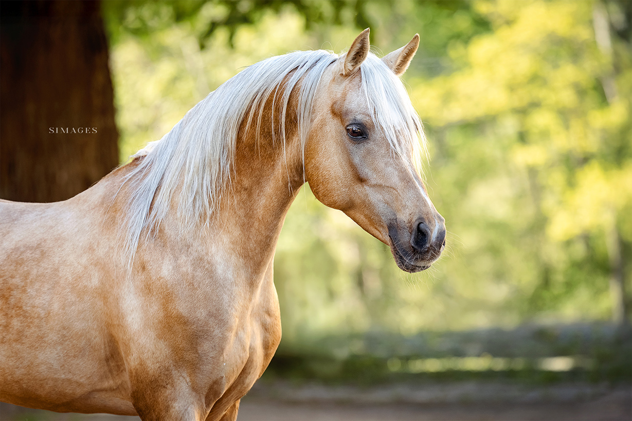Palomino Araber fotografiert im Portrait
