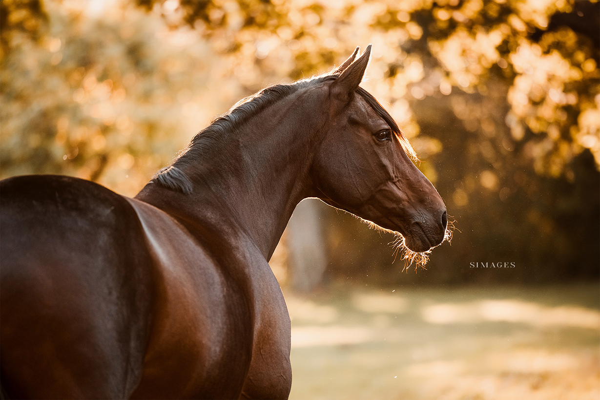 Professionelle Fotos einer Tierfotografin