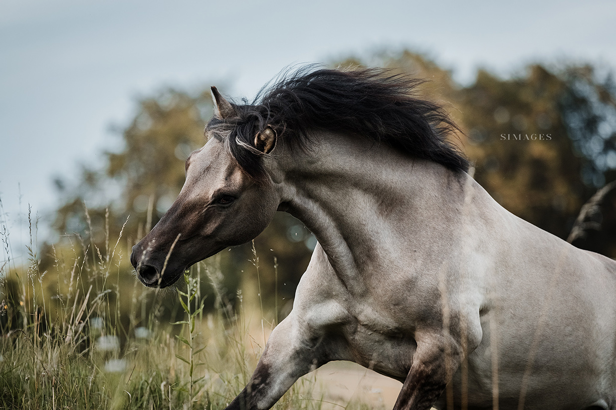 Tierfotografin fotografiert Pferd in Action