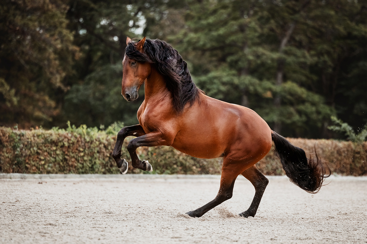 Galoppierendes Pferd – dynamische Tierfotos von Tierfotografin aus der Steiermark