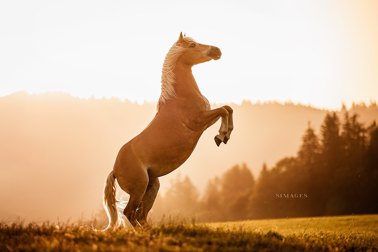 Professioneller Tierfotograf