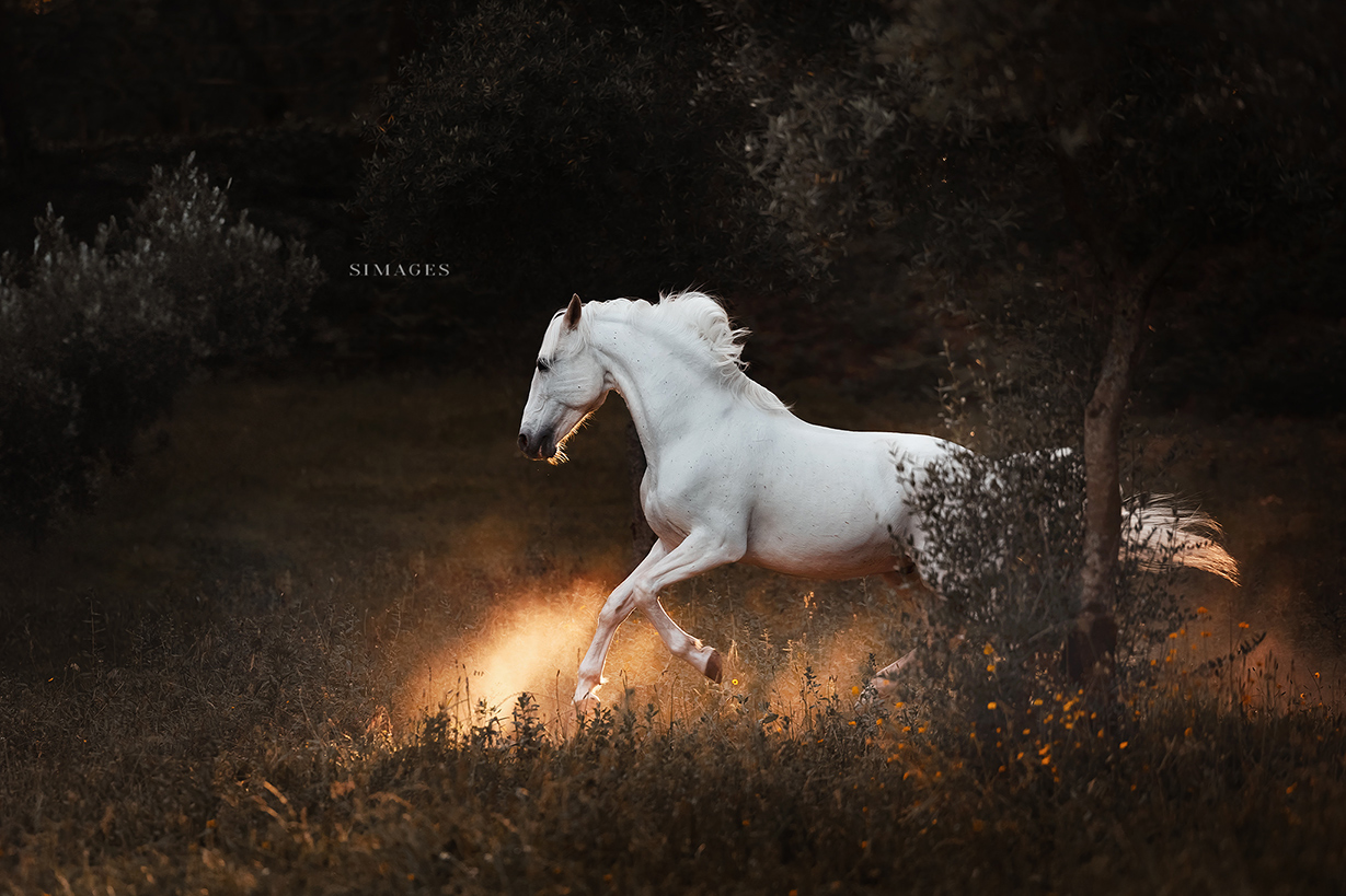 Professionelle Tierfotografin