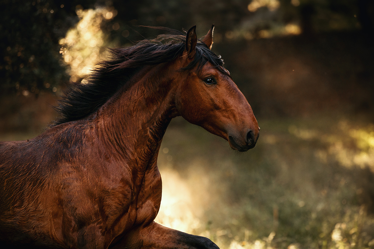Professionelle Tierfotografin