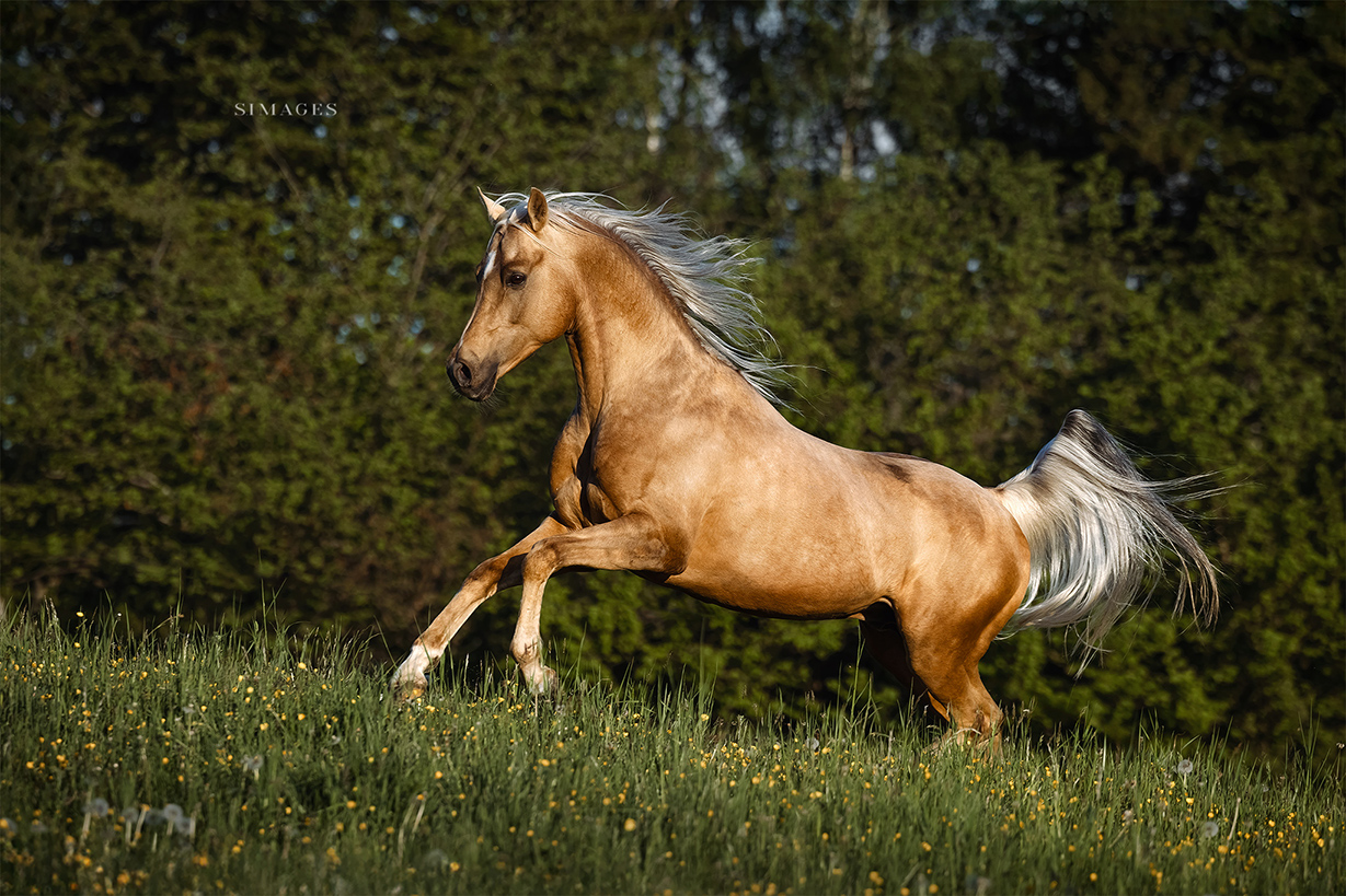 Tierfotografin fotografiert goldenen Araberhengst