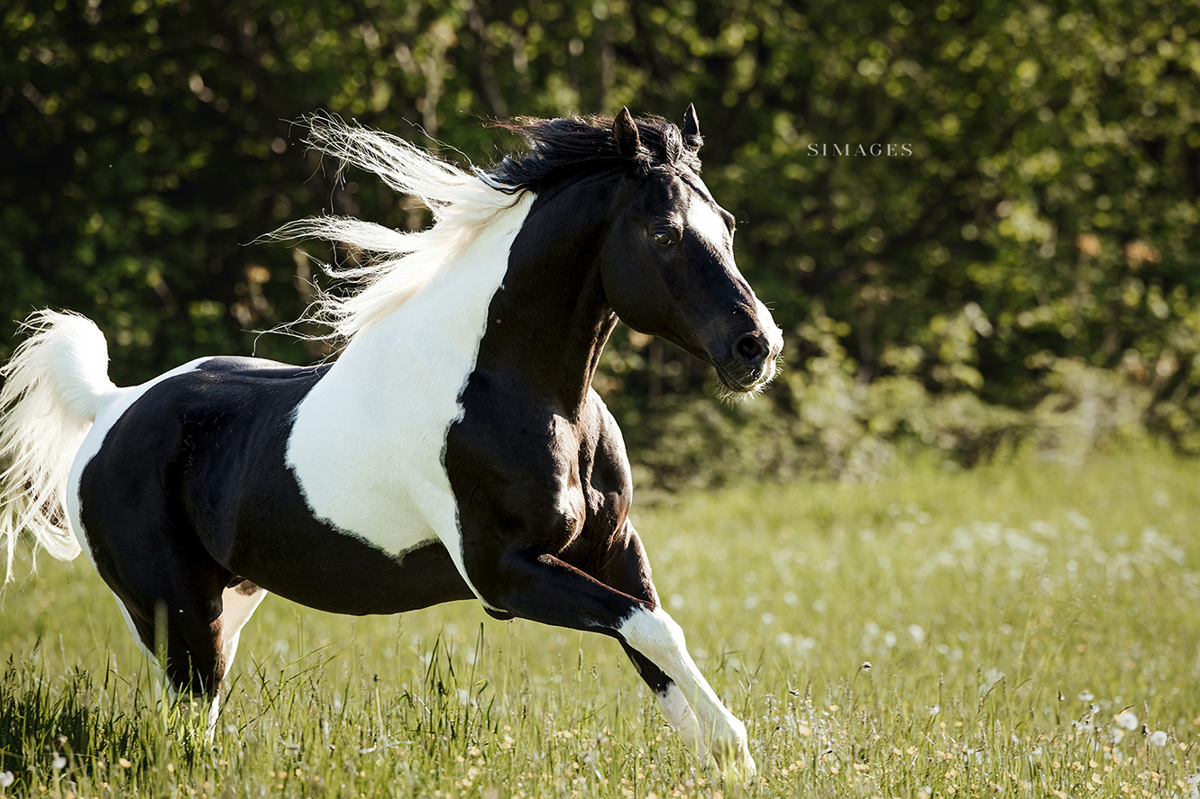 Foto eines Arabehengstes im Galopp von einer Tierfotografin
